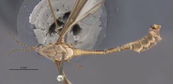 Media type: image;   Entomology 10294 Aspect: habitus dorsal view